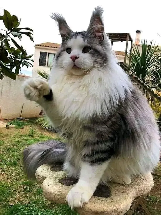 Красавица 🐾 #1