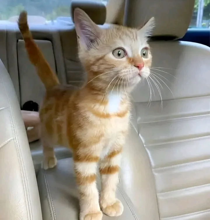 Штурман ждёт 🥰👍🐾 #1