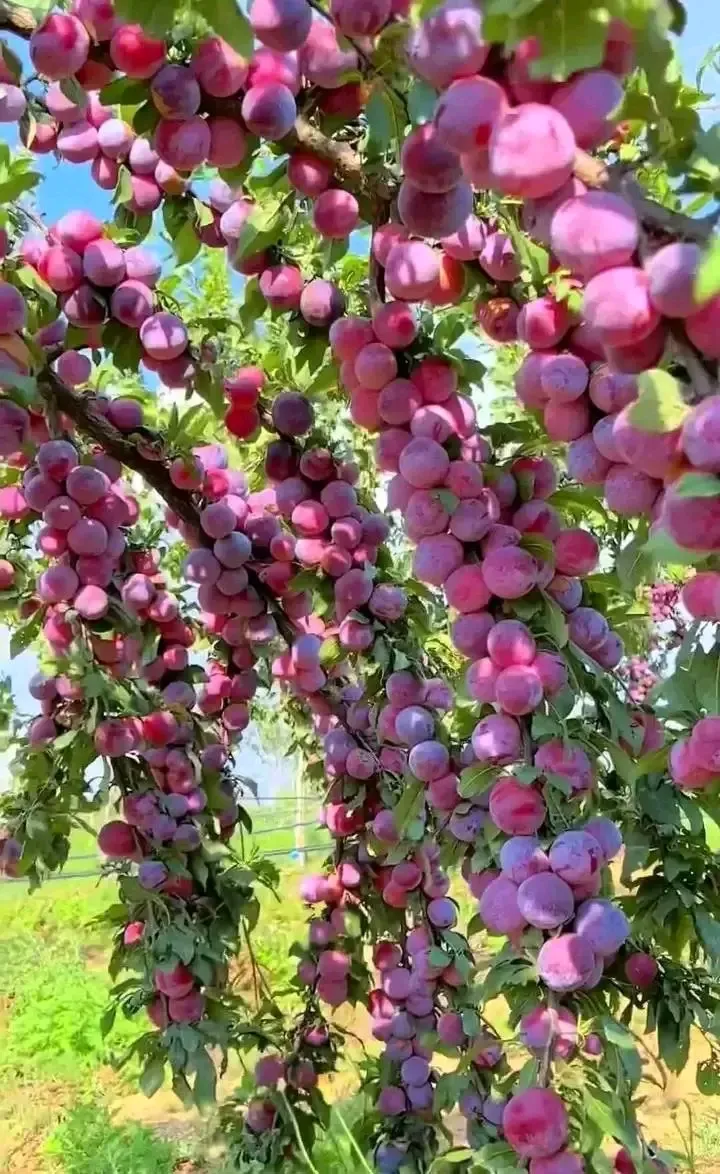 Богатый урожай 🌱🍎🍊🍇 #1