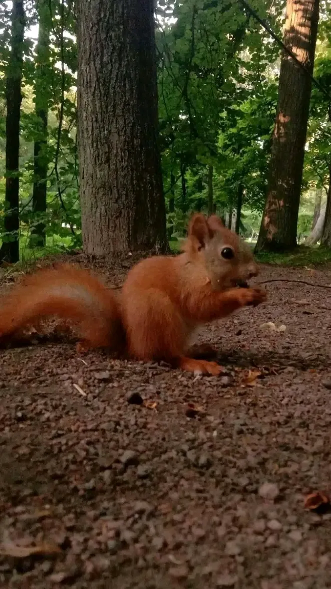 С Добрым Утром 🐿 #2