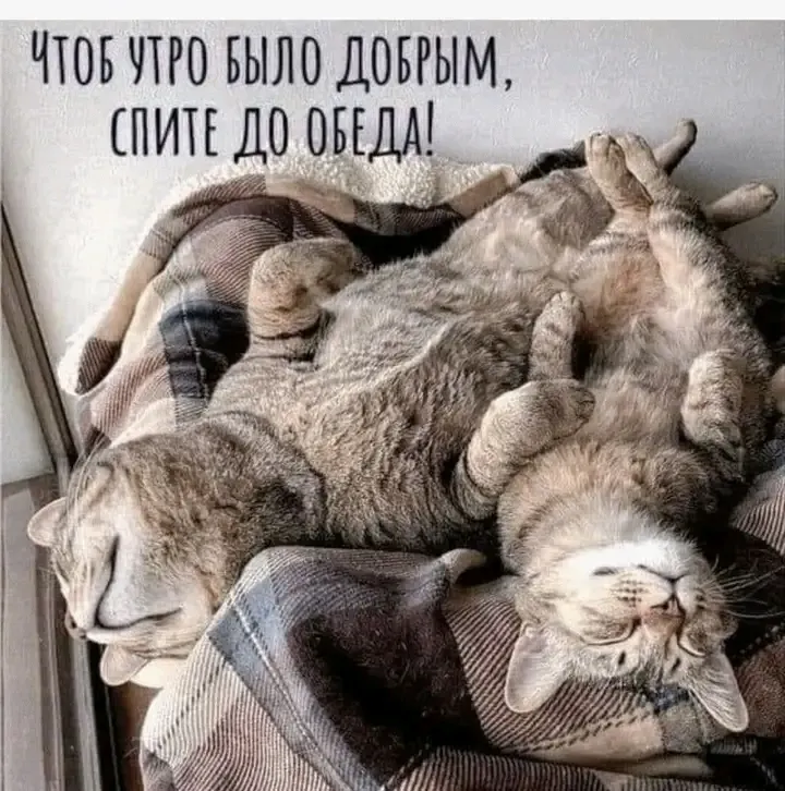 Фото, сон, обед, воскресенье, коты, утродобрымбывает,
