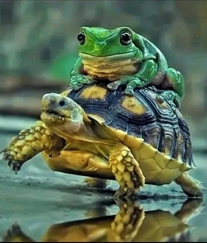 С Добрым Утром 🐸🐢 #1