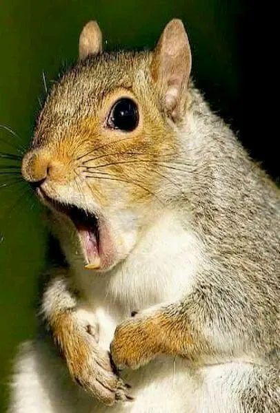 Удивлённая Белочка😉🐿 #1
