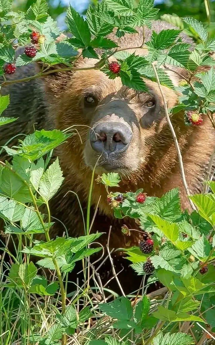 Любитель малины 😉