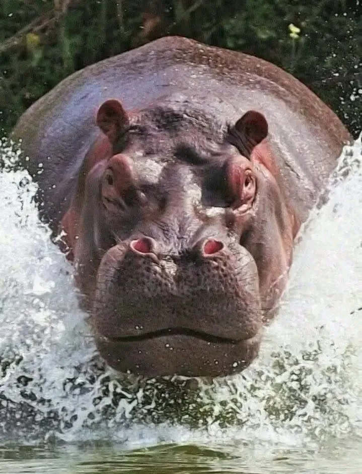 Спасение от жары💦 🦛 #1