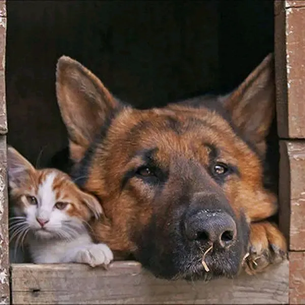 Друзья 😉👍🐾🐾 #1