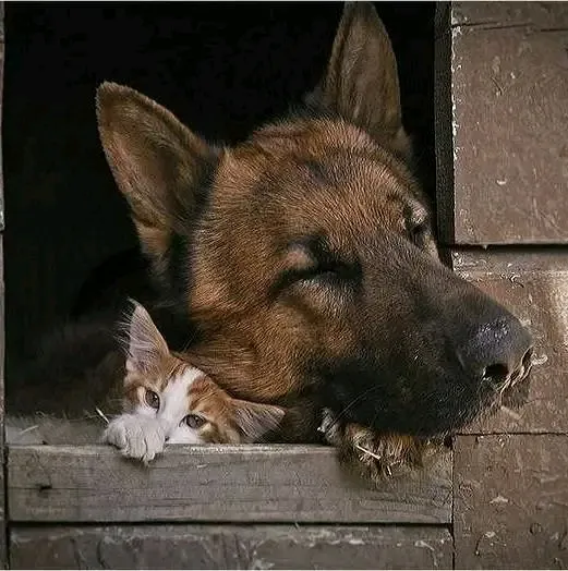 Друзья 😉👍🐾🐾 #2