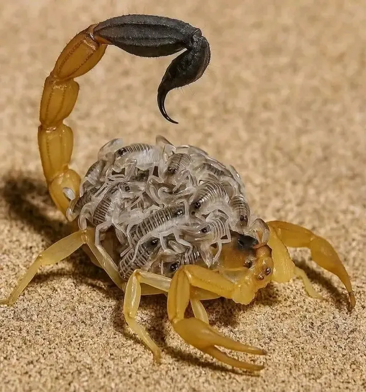 Скорпион с потомством 🦂🦂🦂🦂🦂 #1