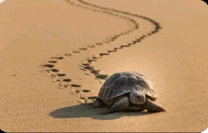 Долгая дорога в дюнах 🐢 #1