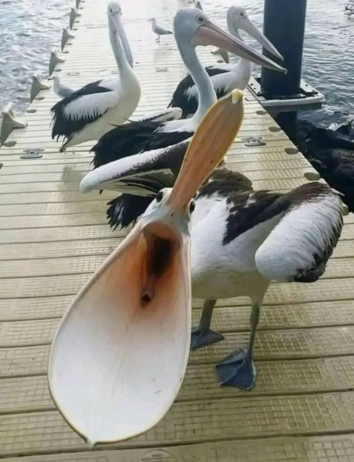 Рупор🤣🤣🤣 #1
