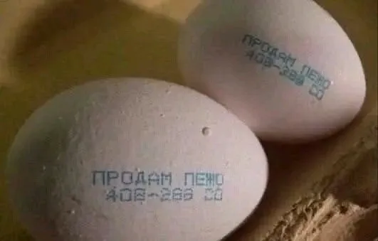 Даже с курицей можно найти общий язык 😉👀👍 #2