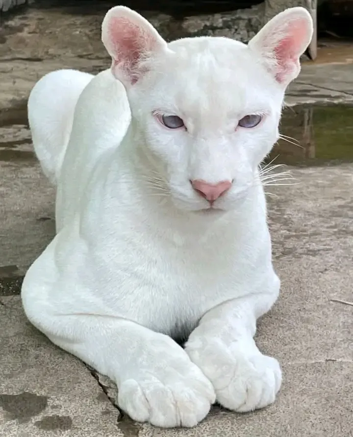 Красавица 🐾🥰 #1