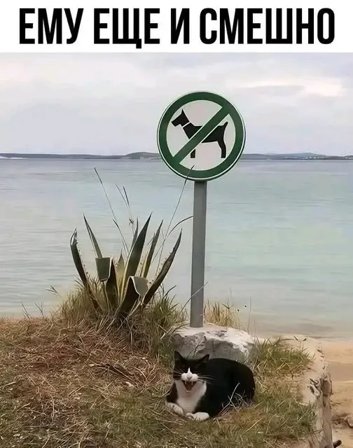 🤣🤣🤣👍 #1