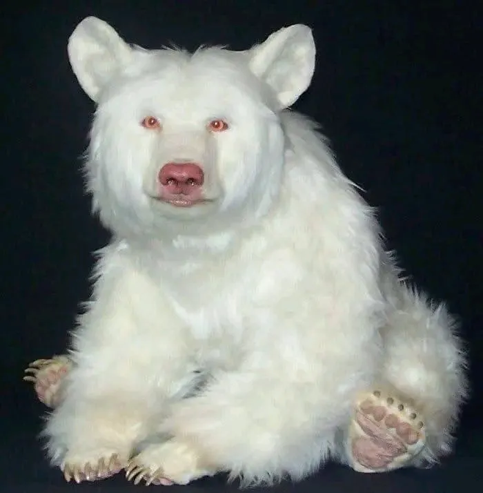Бурый медведь🐻 альбинос