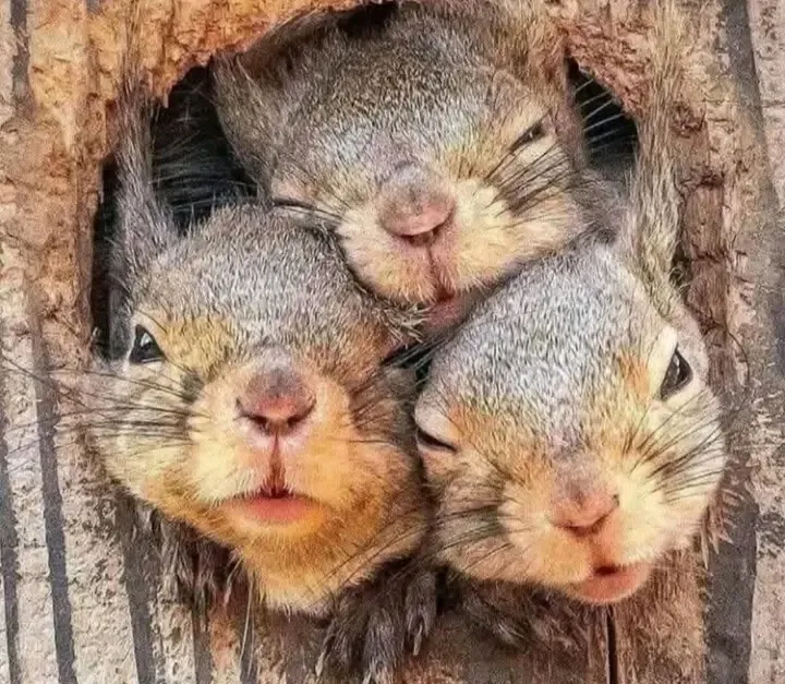 С Добрым Утром🌞🐿🐿🐿 #1