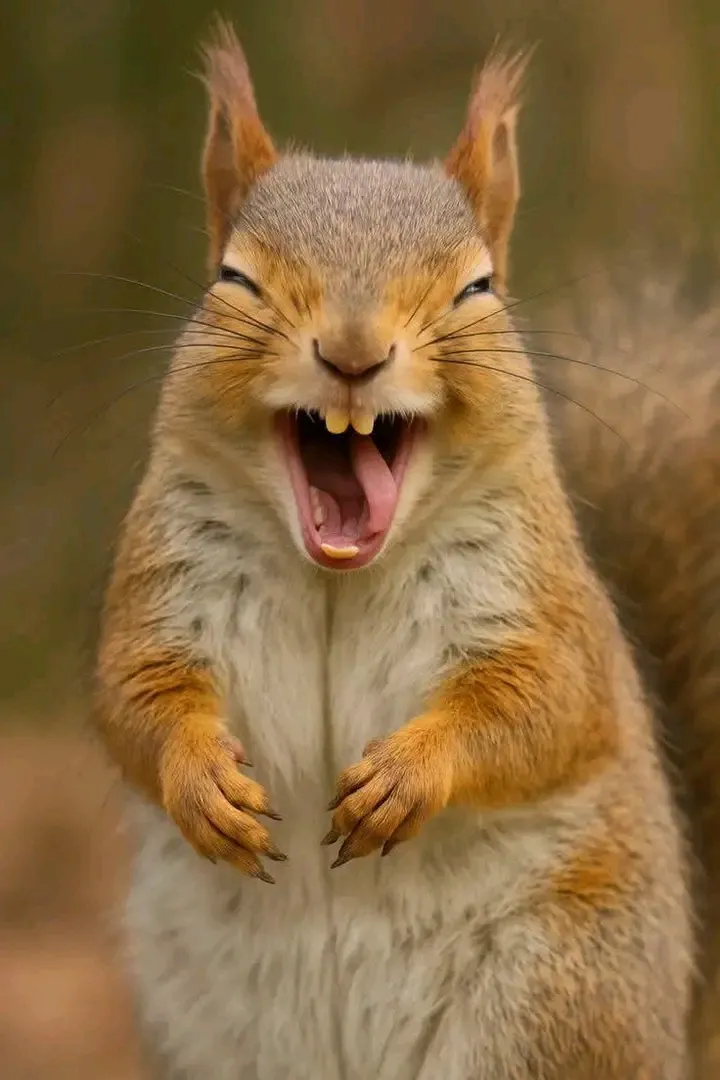 🐿😉👍 #2