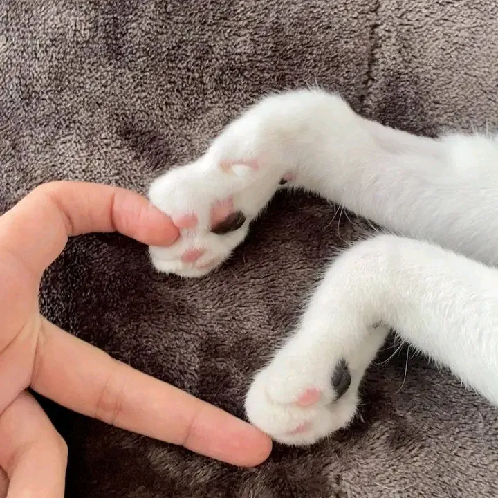 С Добрым Утром🌞 🐾 #1
