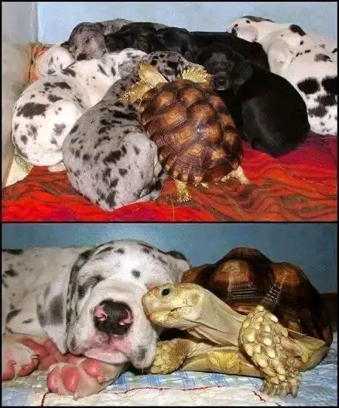 🥰🥰🥰🐾🐢 #1