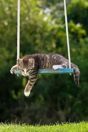 С Добрым Утром🌞 🐾 #1