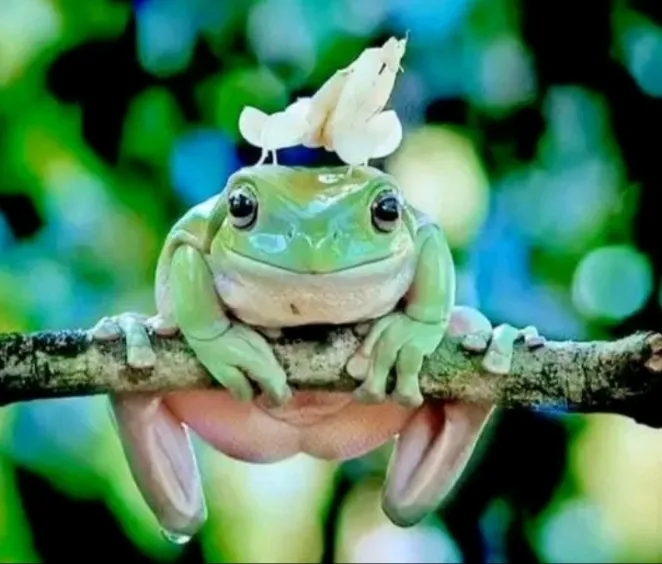 С Добрым Утром🌞 🐸 #1