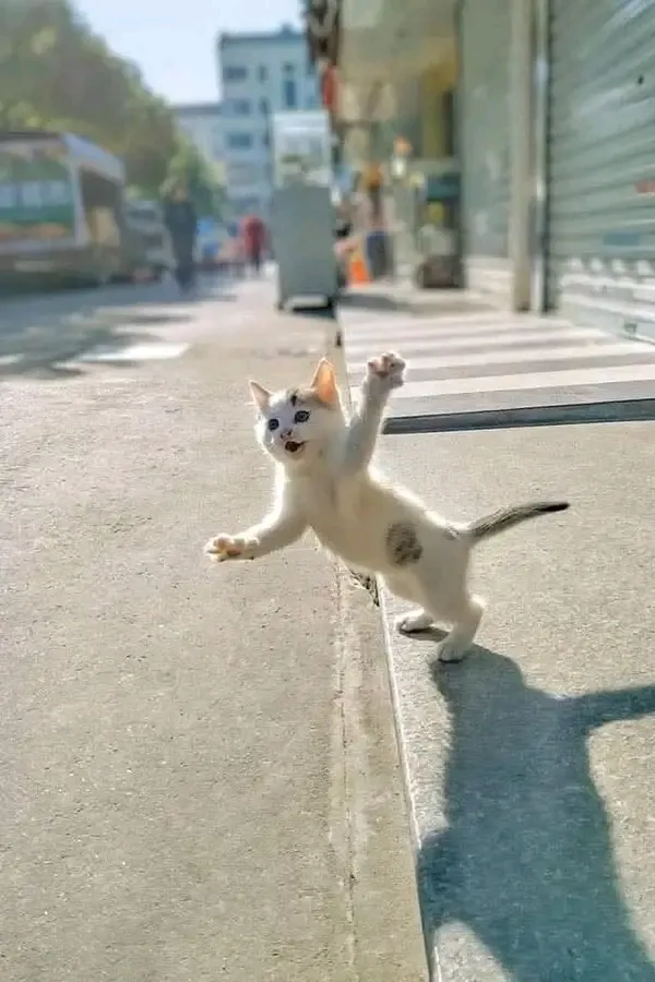 Всем привееет🐾👍 #1