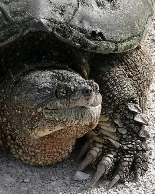 Старичок🐢 #1