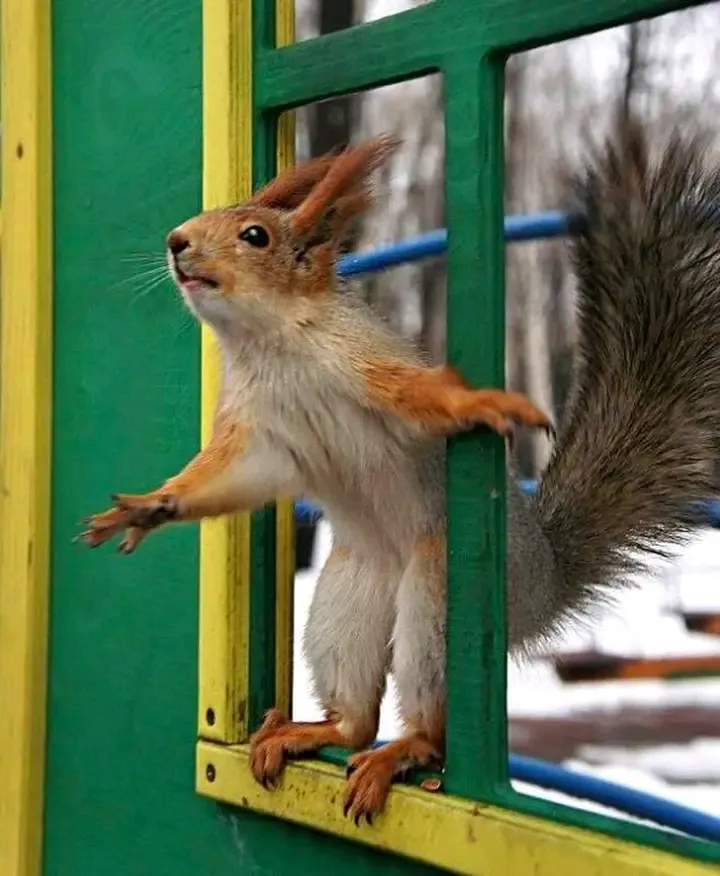 Вот и пятница 😉🐿👍 #1