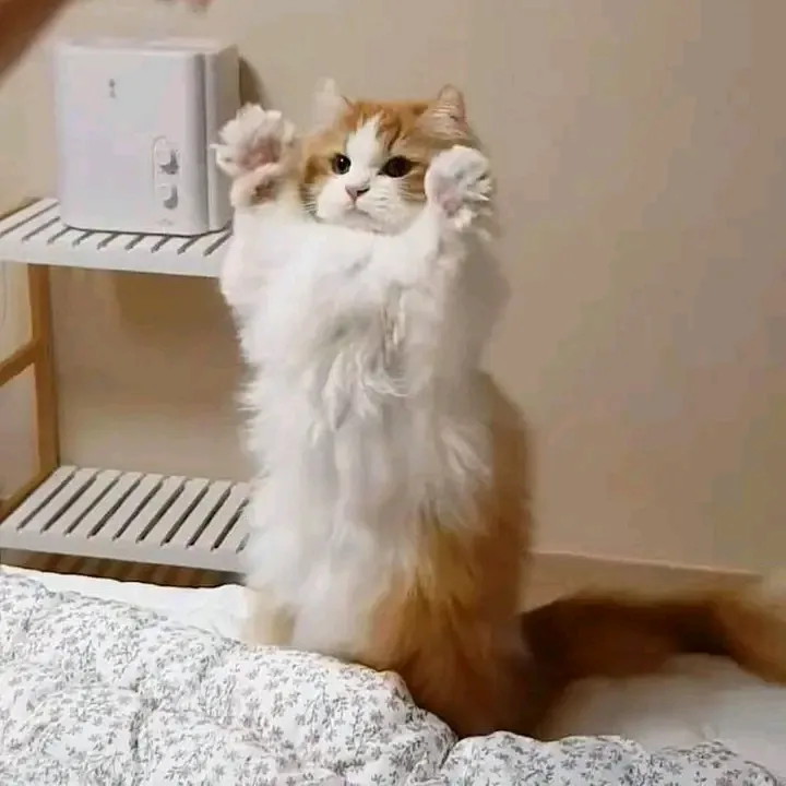 К атаке готов 🐾🐾