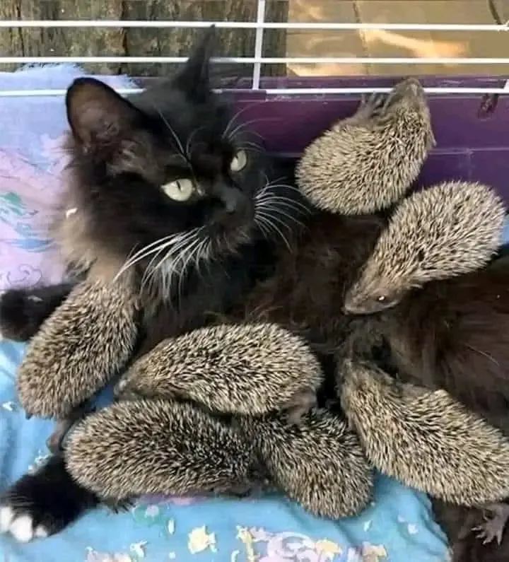 Ёжкин кот😉👍 #1