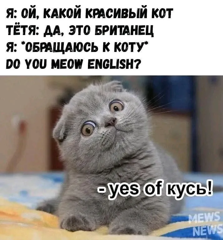 Всем Привет 🐾😉👍 #1