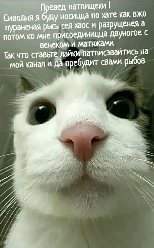 Блогер 🐾👍 #1