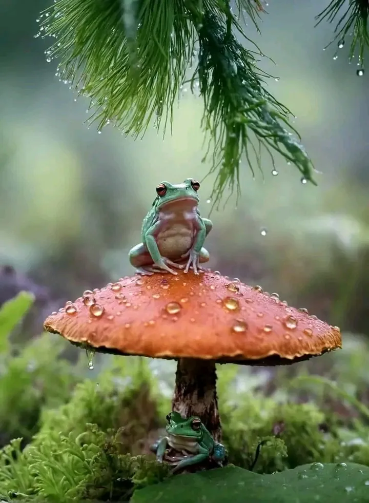 🐸 #2
