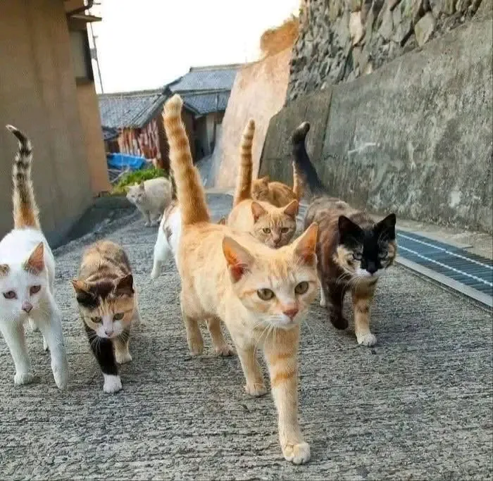 Гангстеры 🐾🐾 #1