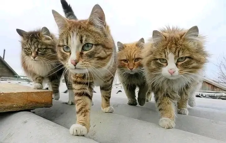 Гангстеры 🐾🐾 #2