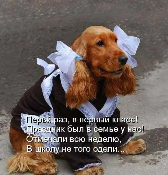 С Днём Знаний!  #2