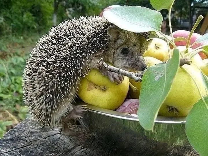 С Добрым Утром 🦔 #1