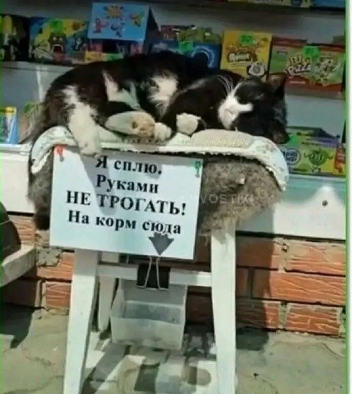 С Добрым Утром🐾 #1