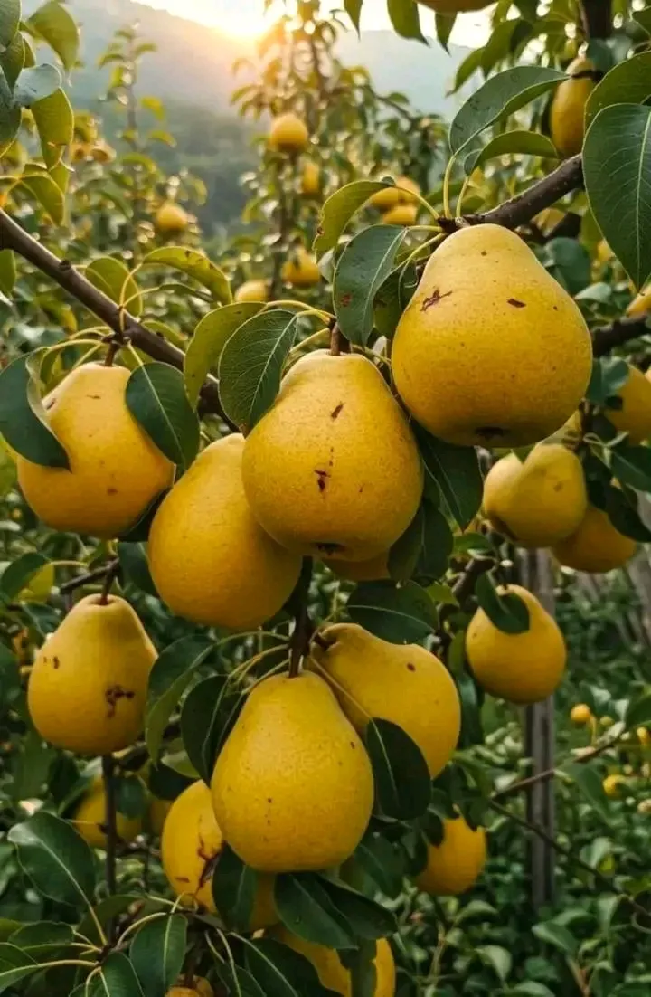 Груши🍐🍐🍐 #1