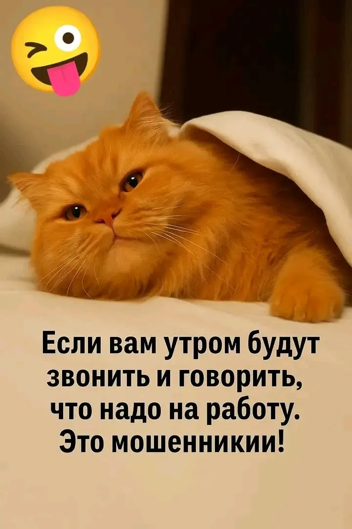 Доброго Всем Утра 🐾🌞 #1