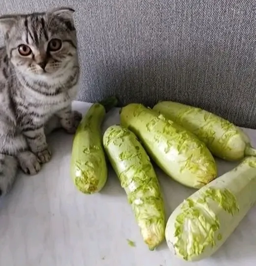 Помощник 🐾🐈 #2