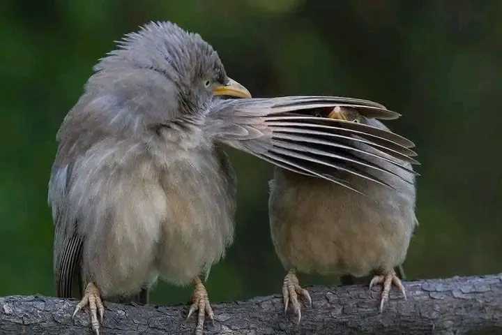Когда достало её чириканье 😉