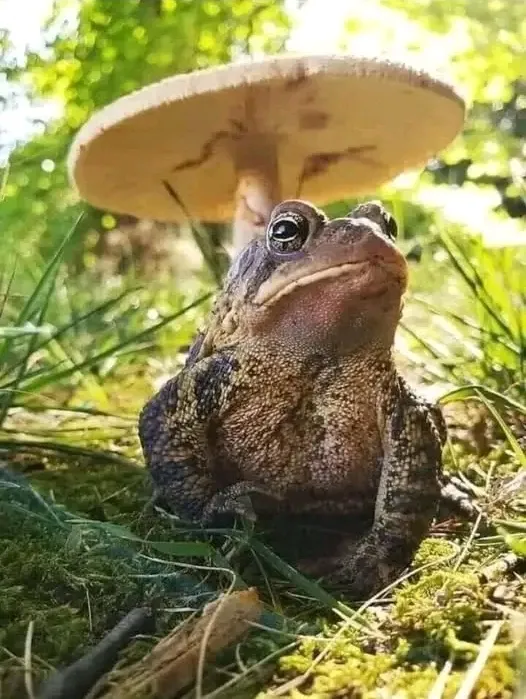 С Добрым Утром 🐸 #1