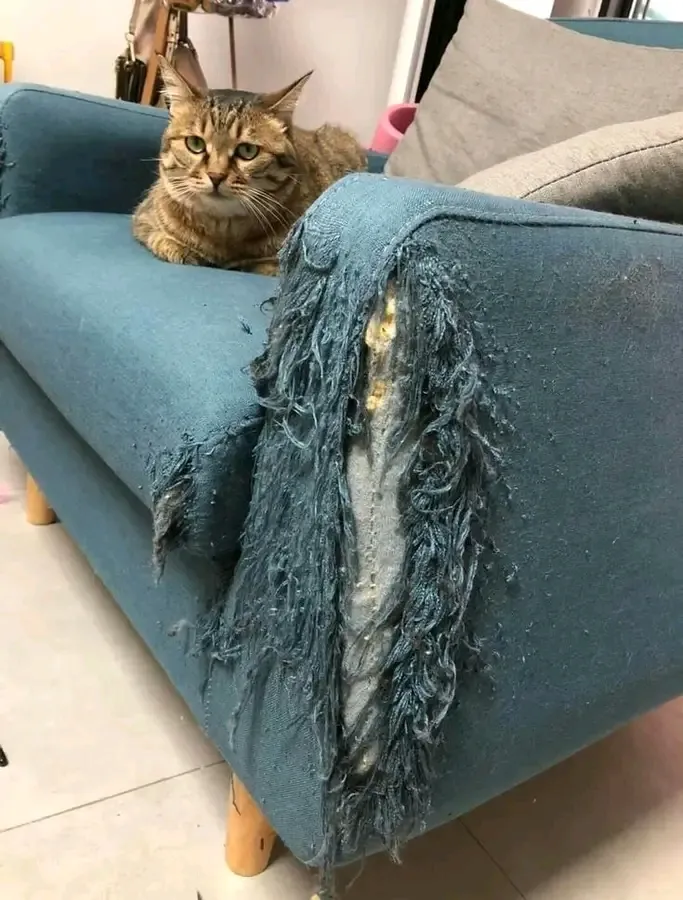 Дизайнерское кресло😉👆🐾 #1
