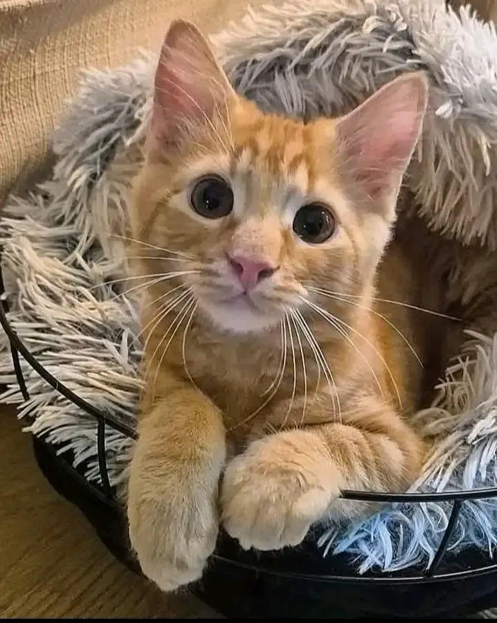 Привет👋 🐾🥰 #1