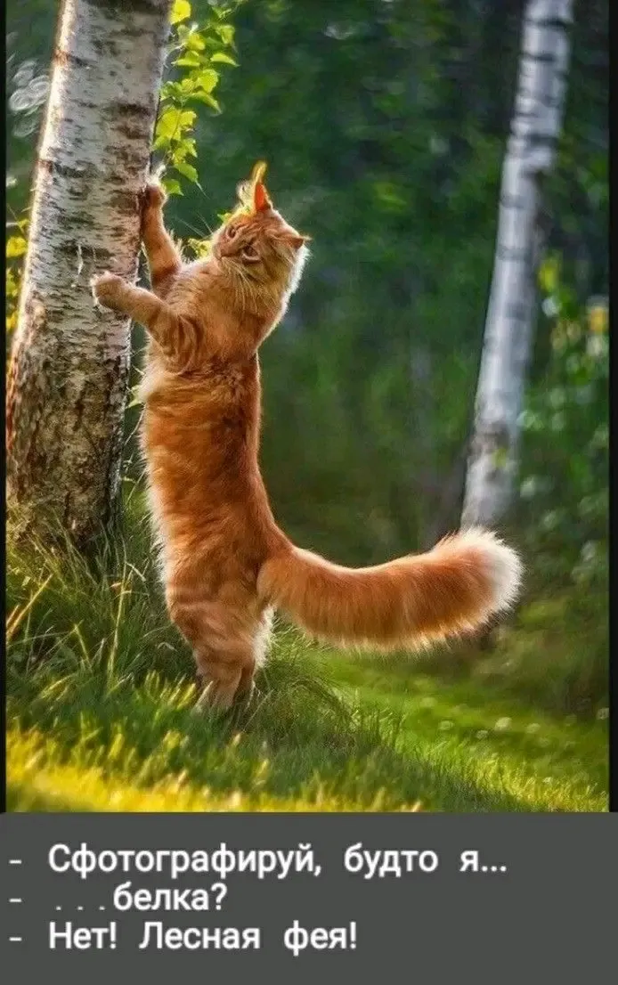 🥰🥰🥰🐈 #1