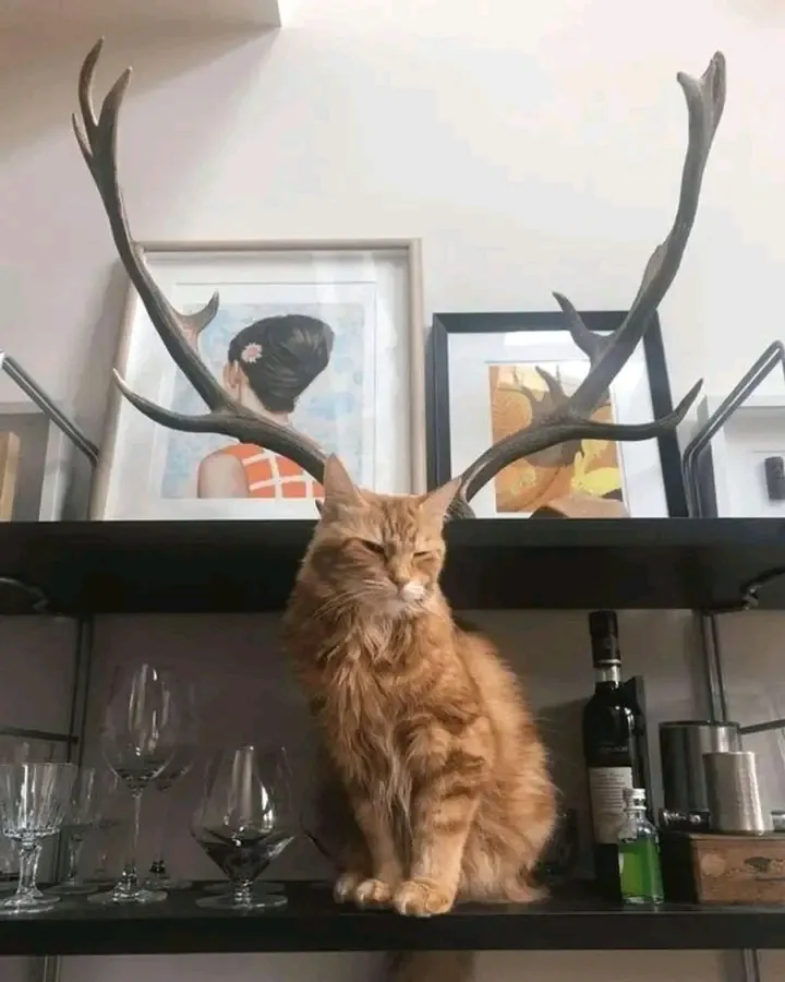 Неизвестный науке зверь😉