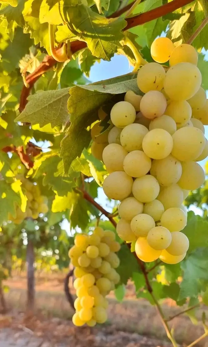 Самый вкусный 🍇 👍😋 #2