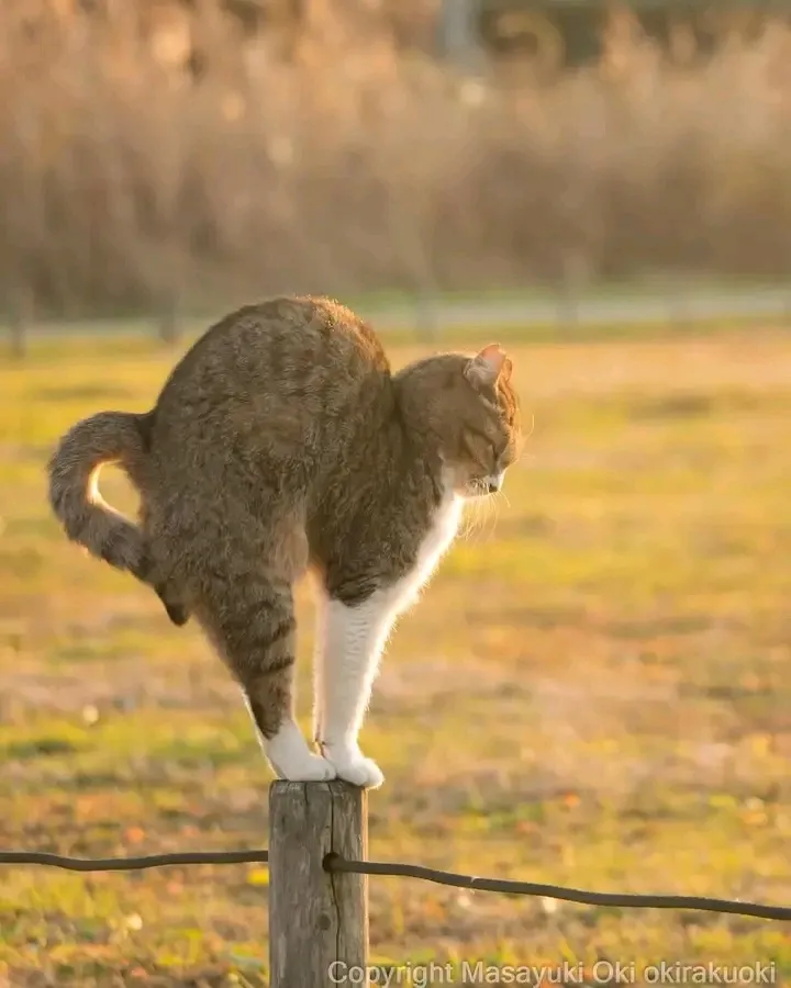 С Добрым Утром🐾🥰 #1