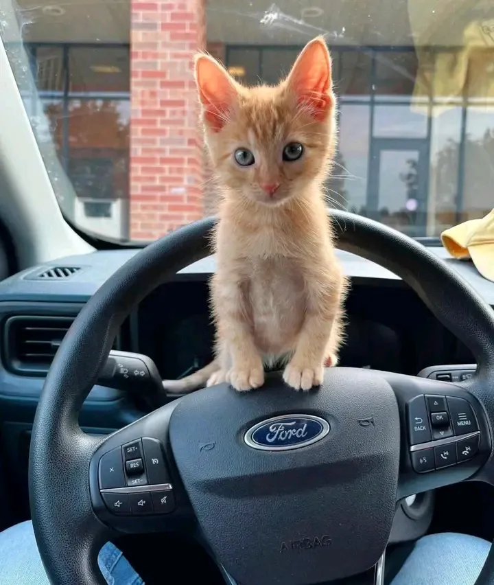 Авто инструктор 🐾🥰 #1