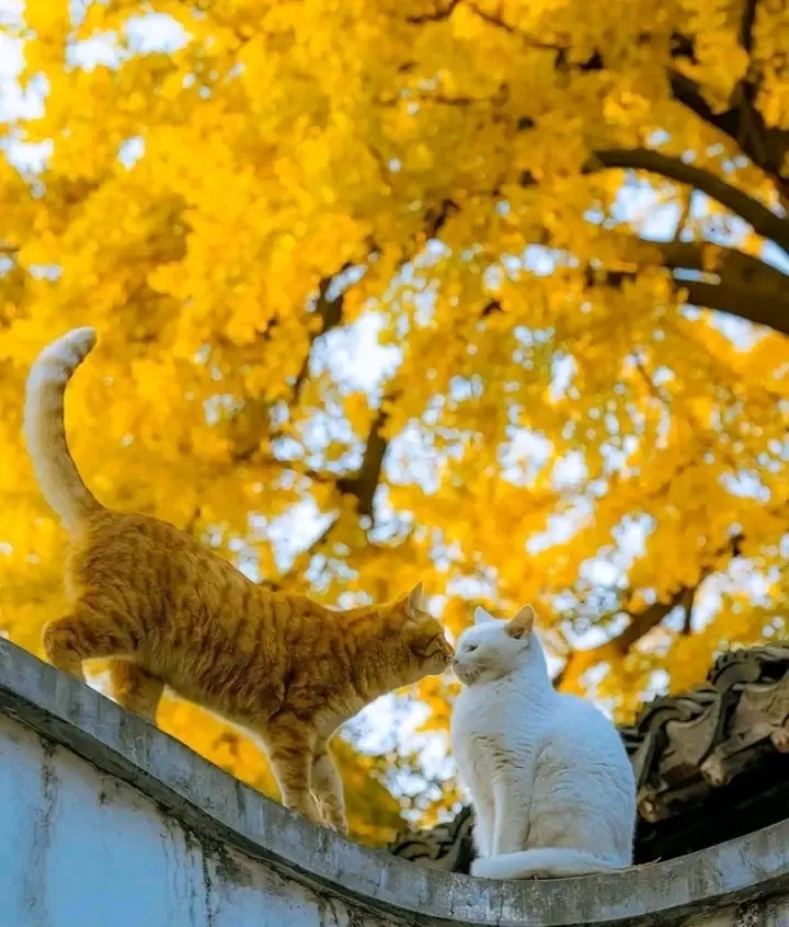 Осенний поцелуй😘
